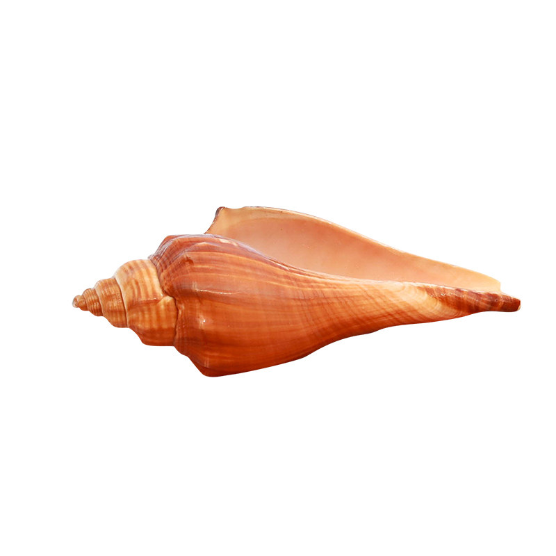 天然小海螺贝壳火炬螺香鱼缸水族造景地台墙饰海螺