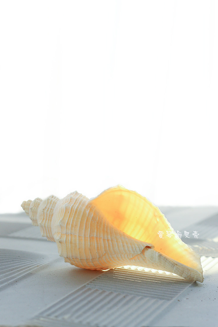 天然长香黄色长号818cm贝壳海螺鱼缸水族箱造景海螺