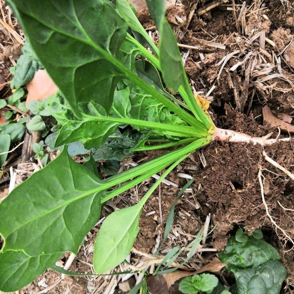 5斤根矮现摘青菜蔬菜农家露天大叶鲜红新鲜红其它