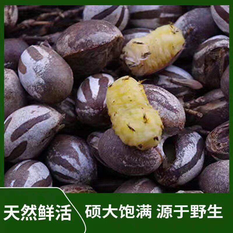 杨拉罐辣子罐蛋活包幼虫高蛋白粮食钓鱼鱼饵仓鼠玩具