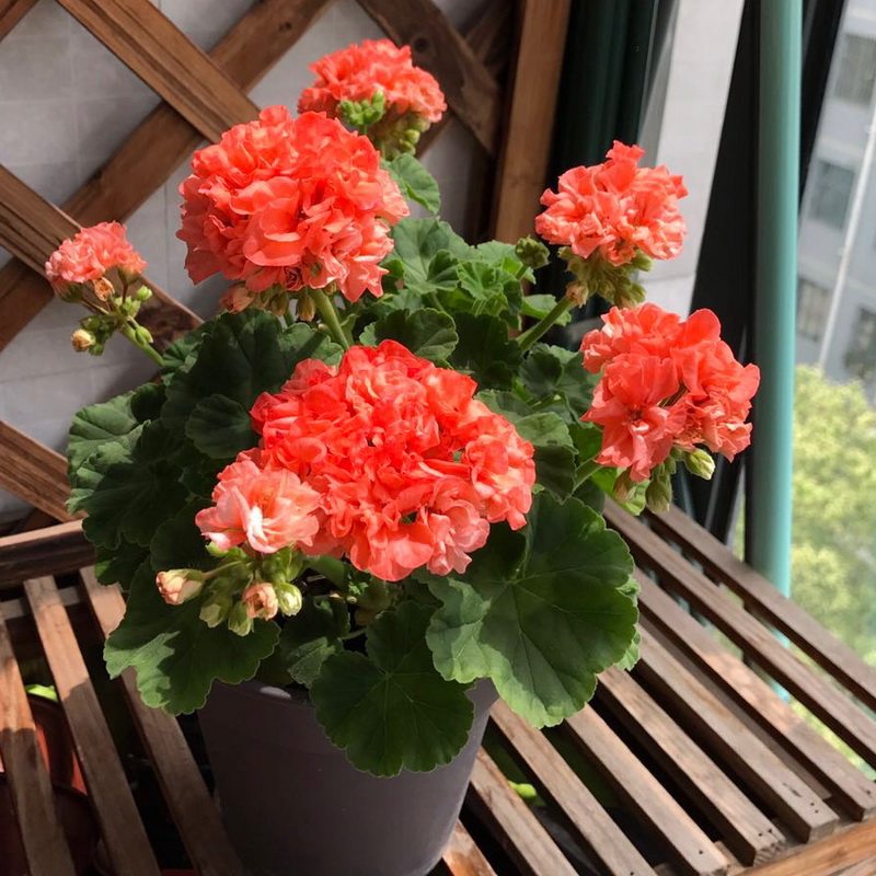 直立天竺葵花花苗莫瑞murray室内阳台庭院盆栽时令草本花卉