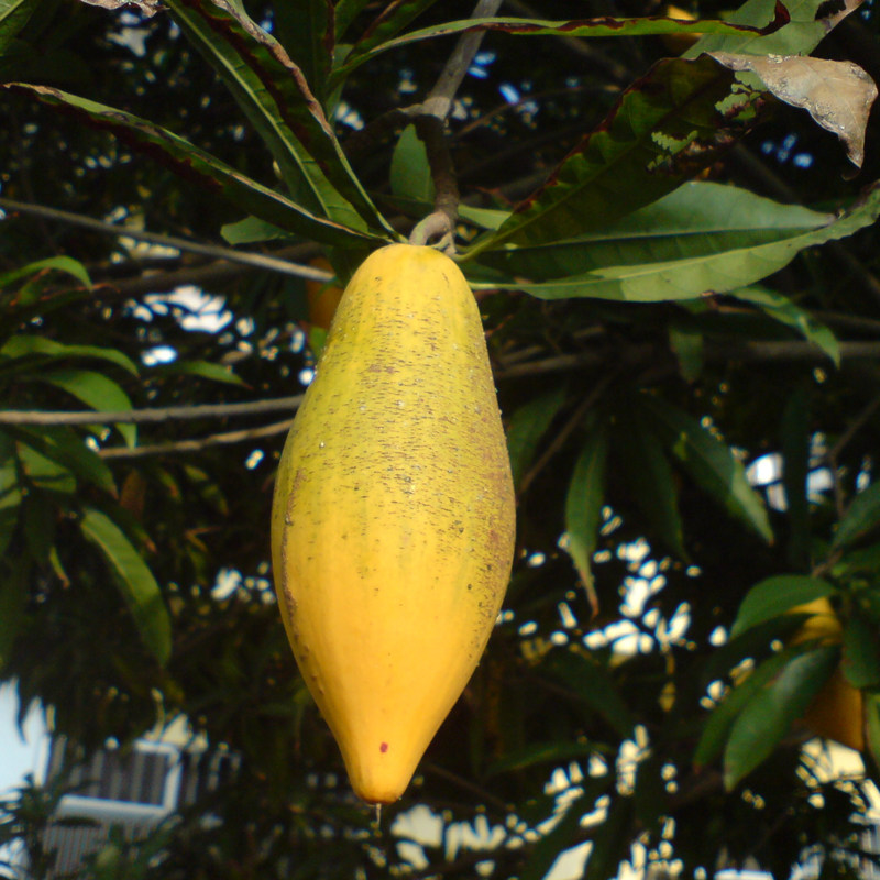 仙桃果树结果台湾耀堂嫁接南方当年蛋黄树苗果树