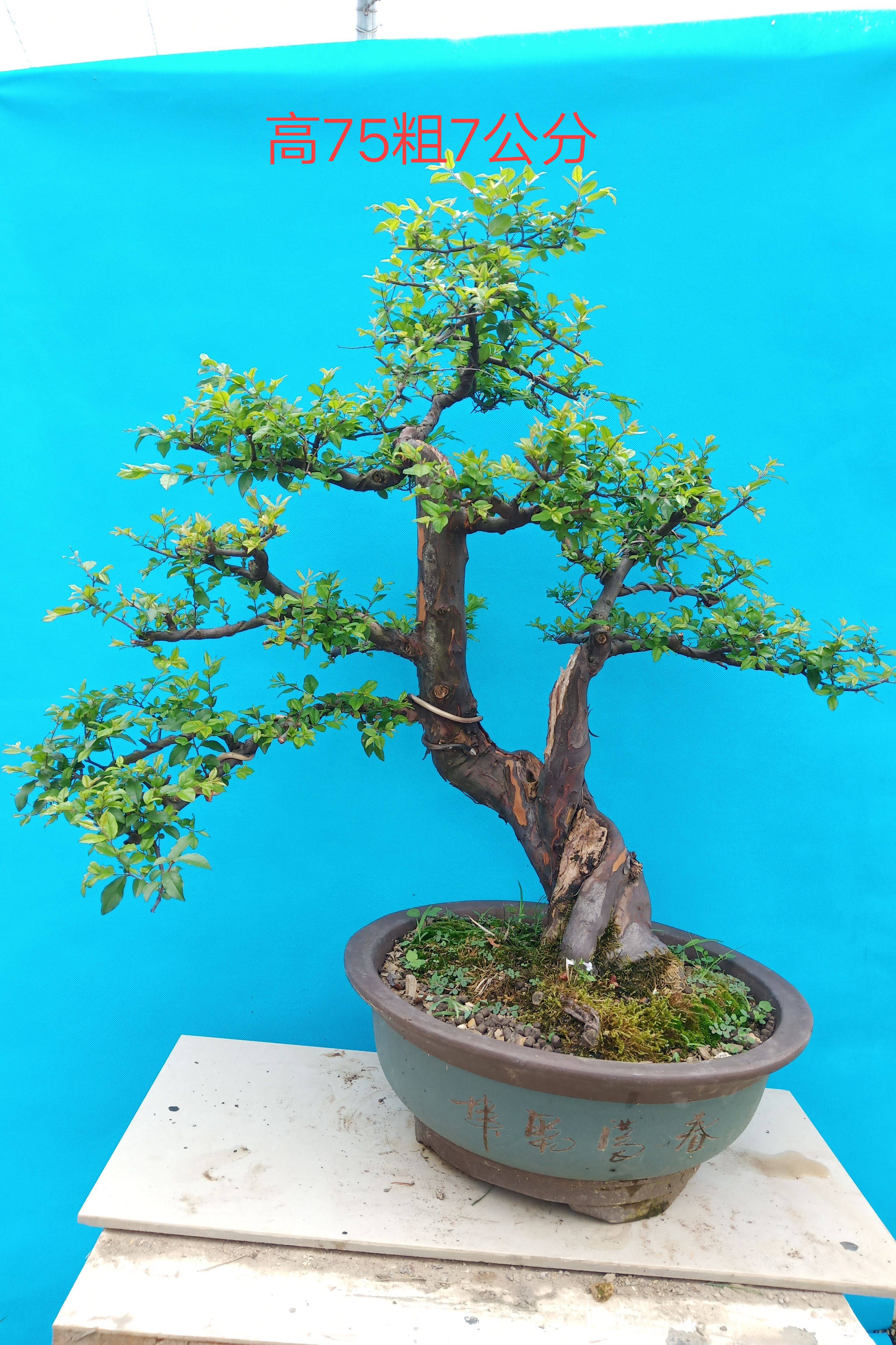 雀梅树桩盆景素材熟桩小叶叶红芽提根小品绿植绿植