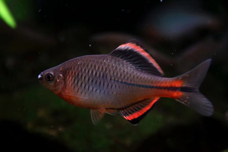 泉州齐氏福建鳑鲏冷水鱼原生溪流观赏国内稀有鱼