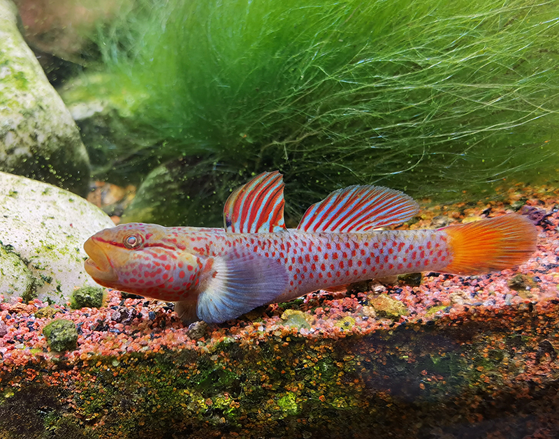 江西上饶大斑星条旗虾虎鱼神农吻大点冷水鱼原生鱼
