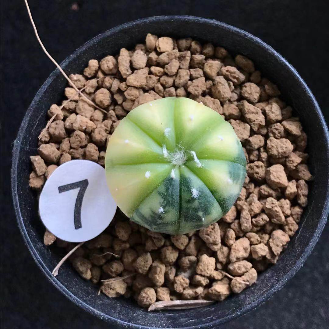 实生苗兜锦超龟甲海星花园兜紫皮兜一物一拍多肉植物