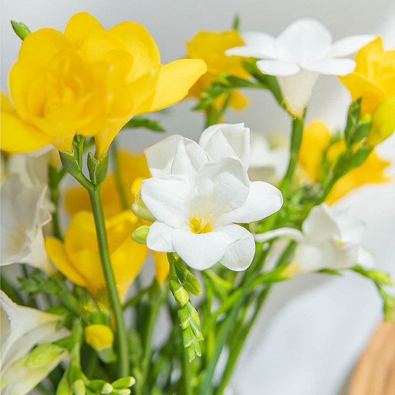 水养新鲜小苍兰香雪兰鲜花云南直发办公室家庭插花鲜花速递同城