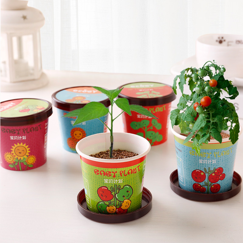 盆栽绿色植物花卉小盆摆件创意宝宝种植办公室桌面绿植