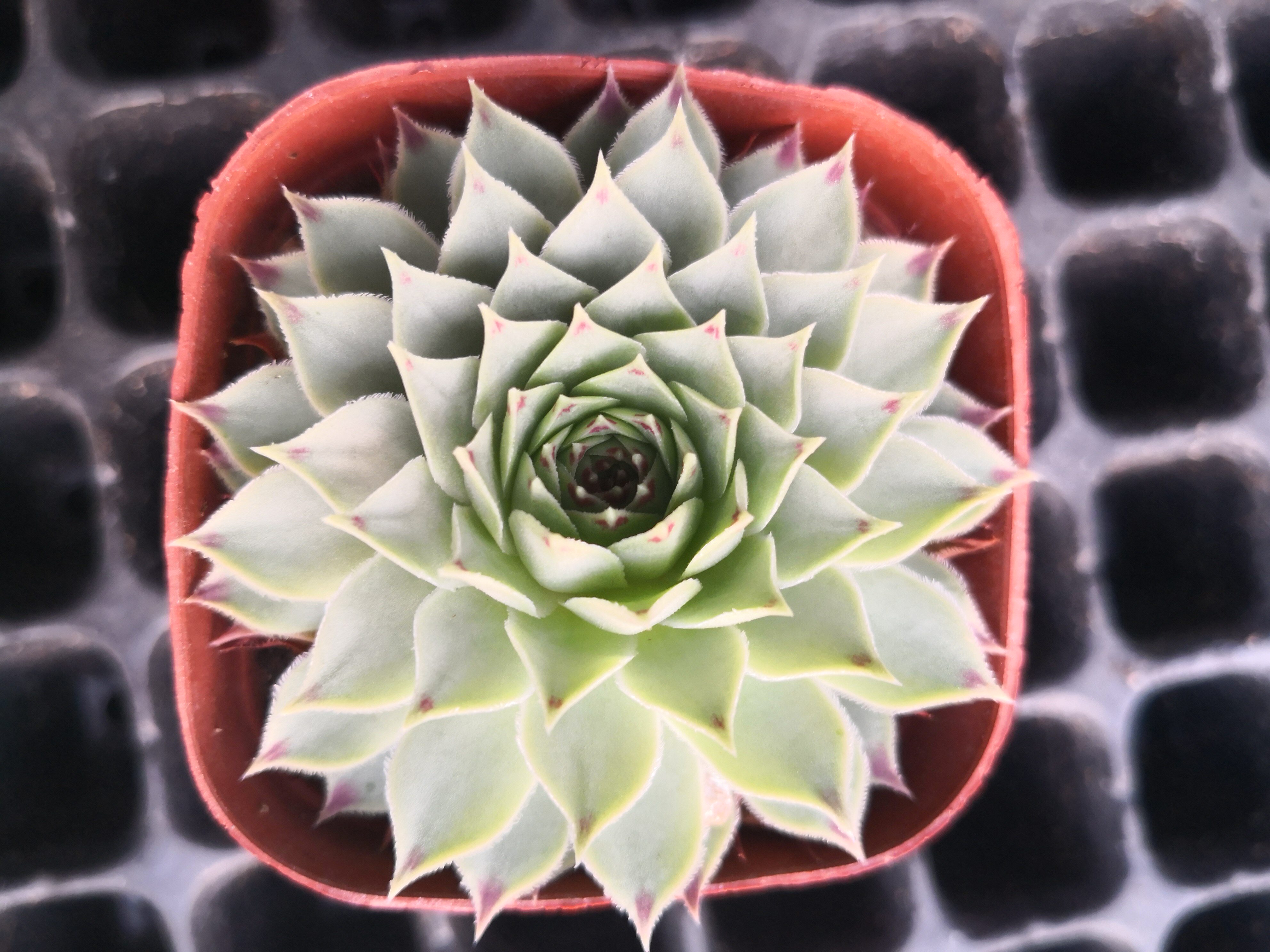 多肉植物盆栽凌樱多肉植物