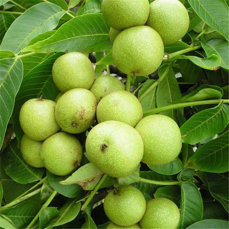 核桃树苗狮子头文玩核桃树嫁接苗小猴头果树果树