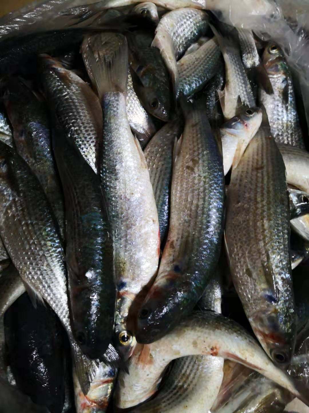 杂鱼小海海鱼鲜活冷冻杂拌丹东海鲜5斤包邮其它