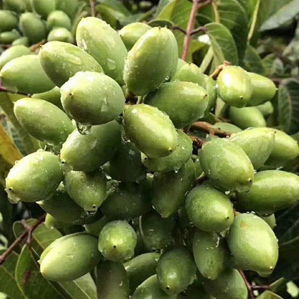 橄榄现货潮汕新鲜青果500g包邮孕妇炖汤白榄青其它