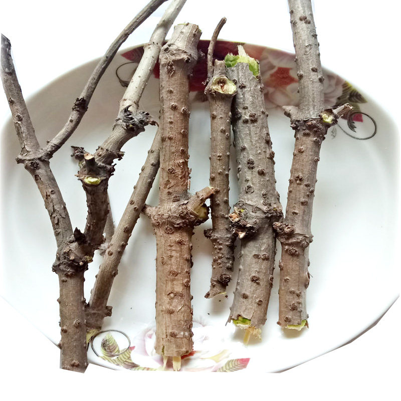 活筋条接骨木顺筋条顺筋枝舒筋条陆英扭脚崴脚樟木500克包邮