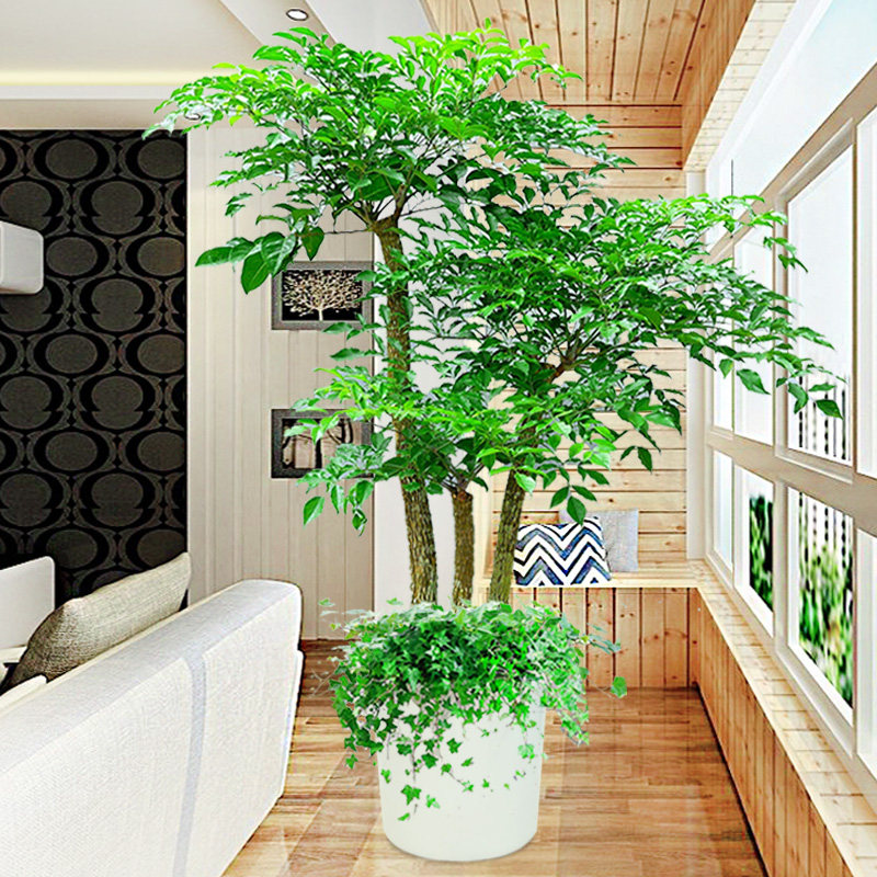 室内绿植绽放四季幸福树大型盆栽办公室喜阳耐晒大型绿植