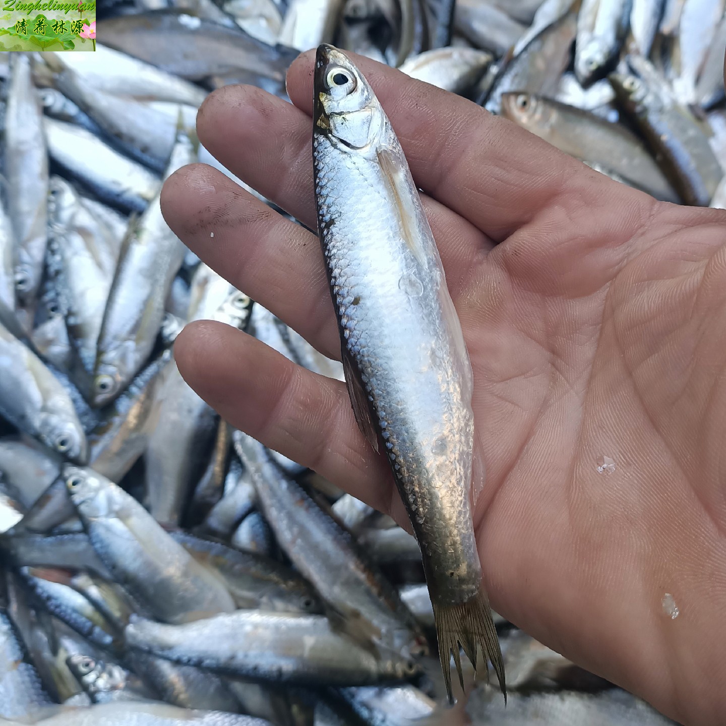 江苏里活现鲜活杂鱼餐小柳叶油餐条硬餐条白条小白淡水鱼类