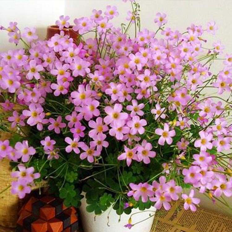 酢浆草种红花三叶草盆栽紫叶叶草多年生耐寒四季种球