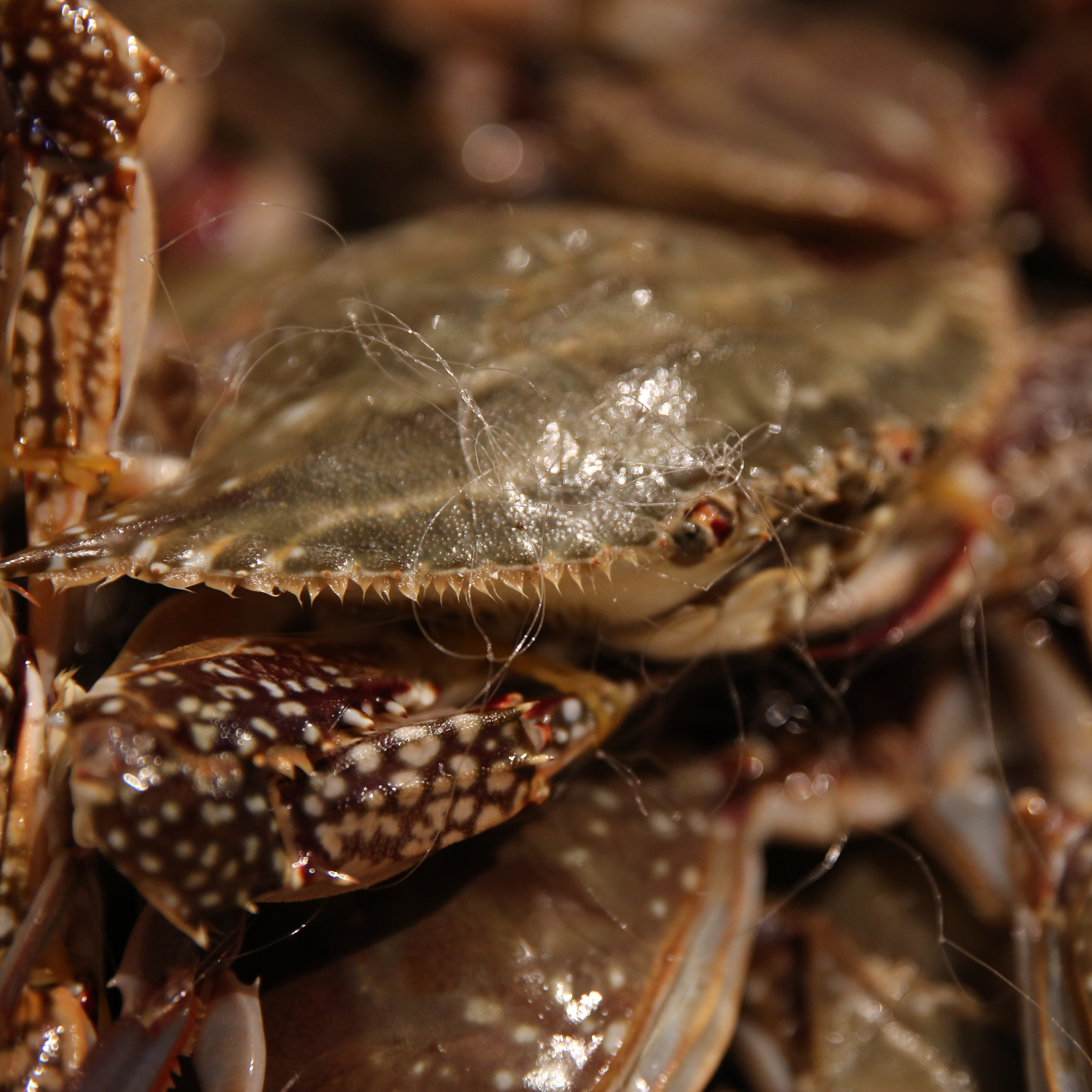 2斤装东海海捕野生鲜活梭子蟹大螃蟹直发近舟山新鲜海鲜4斤包邮