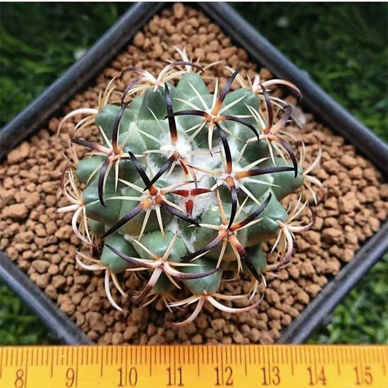 钢钉仙人球多植物稀有品种硬刺狂刺仙人掌开花多肉植物