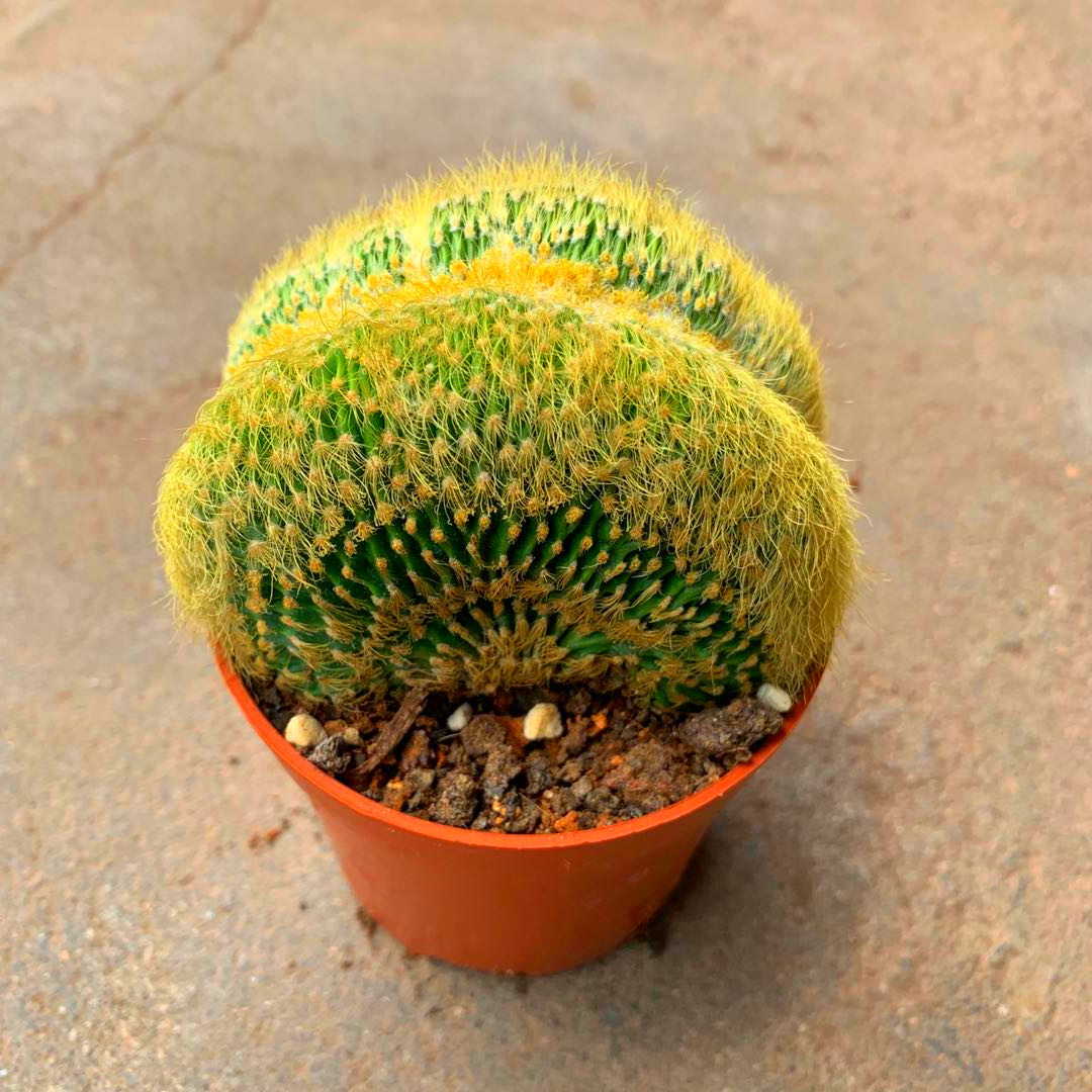 金丝猴缀化仙人金冠多肉植物稀有品种室内桌面多肉植物