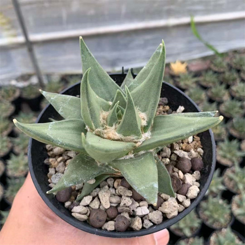 稀有龙牙牡丹品种实生仙人植物盆栽室内桌面多肉植物