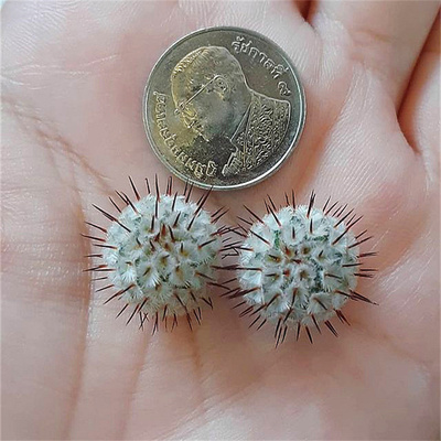 直刺佩雷乳突球属仙人球盆栽花卉稀有品种精品多肉植物室内仙人掌