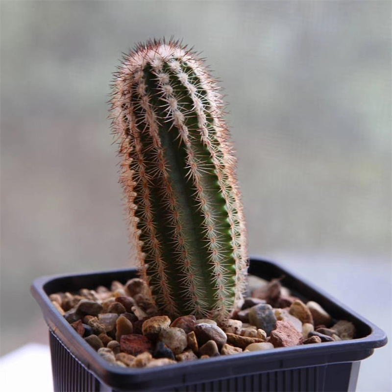 echinocereus折墨鹿角柱属仙人球实生进口稀有品种多植物多肉植物
