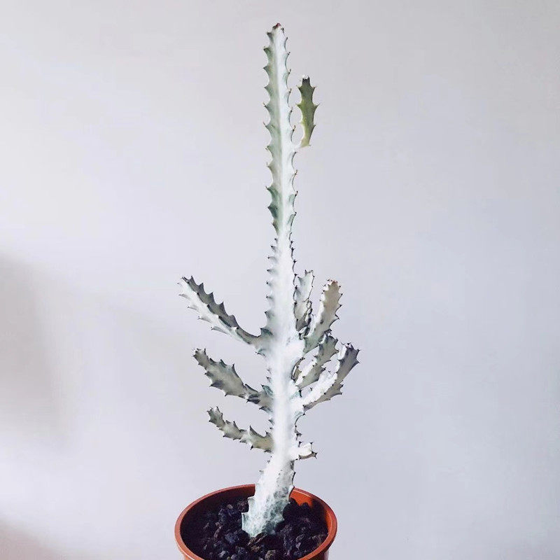 仙人白龙骨植物麒麟养活球好峰柱柱春类多仙人掌多肉植物