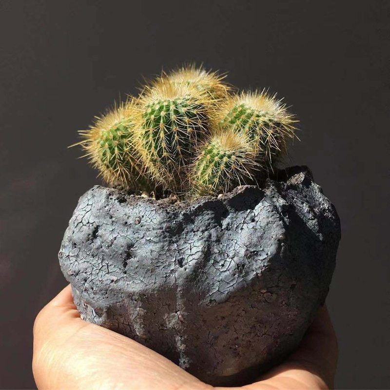 金冠仙人球多植物盆栽室内花金晃丸桌面绿植多肉植物