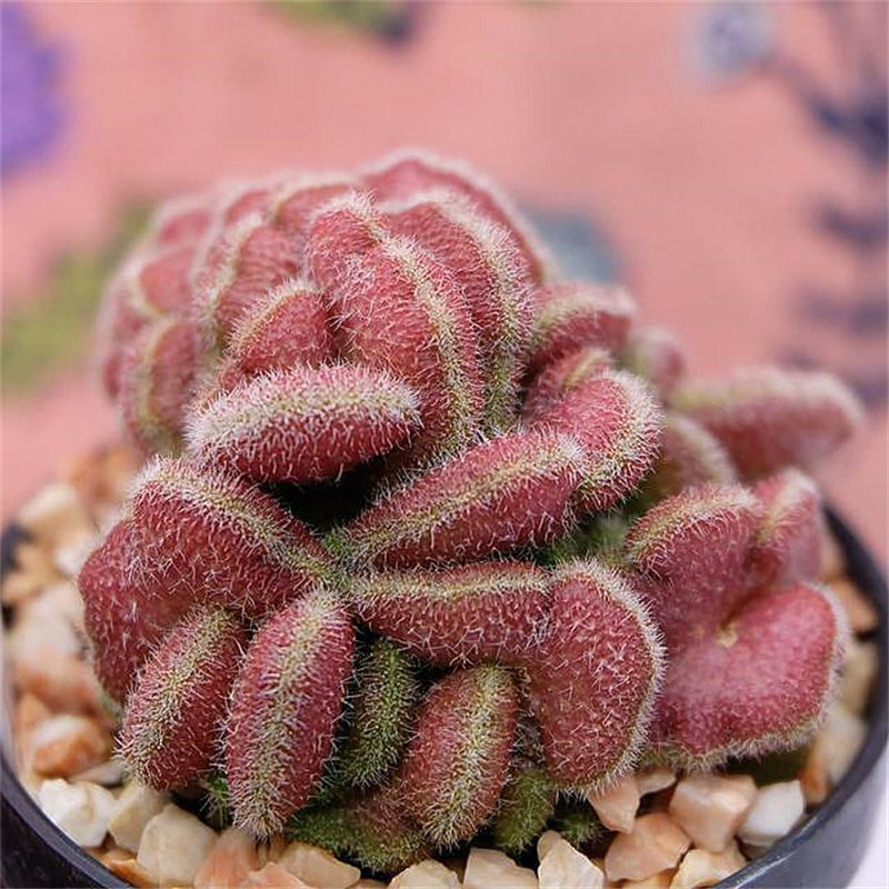 仙人红檀缀化球自根仙人掌掌科植物盆栽多肉花卉多肉植物