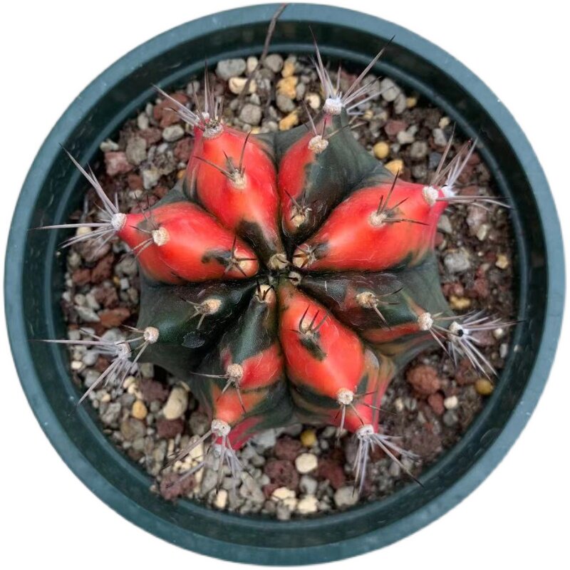 实生卡洛琳一物一拍仙人球实生稀有变异仙人掌牡丹多肉植物