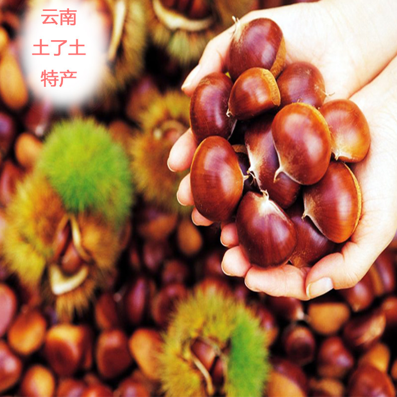 板栗栗子云南新鲜毛栗子生迁西红薯其它