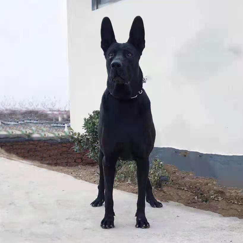 黑狼狼犬幼犬纯种大型犬纯黑色中华墨界狼狗畜牧