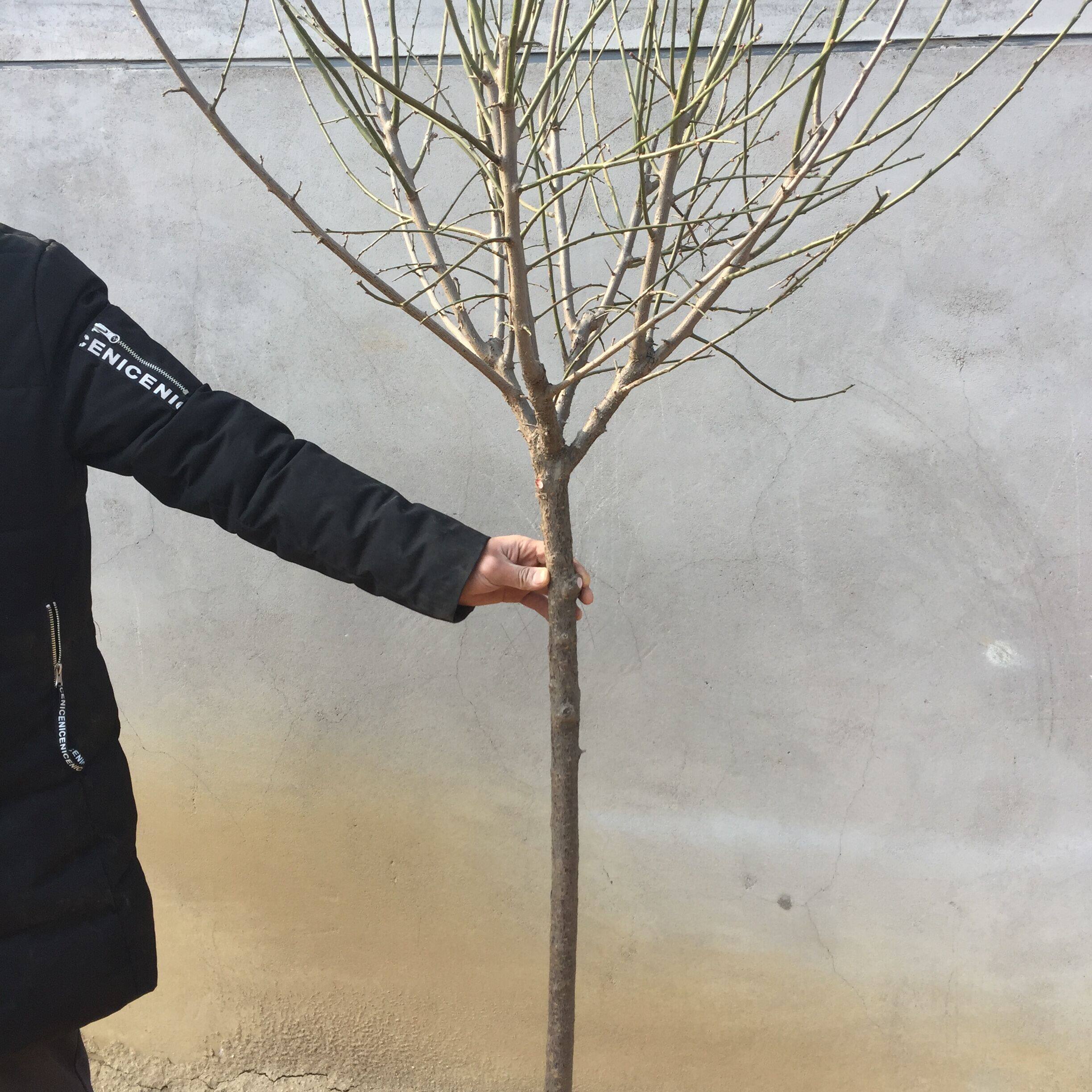 梅花树苗红梅盆景腊梅树桩嫁接花苗庭院盆栽时令草本花卉