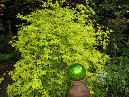 花卉设计栽花盆栽灌木彩叶金叶多年生寒耐耐寒家庭园艺种子