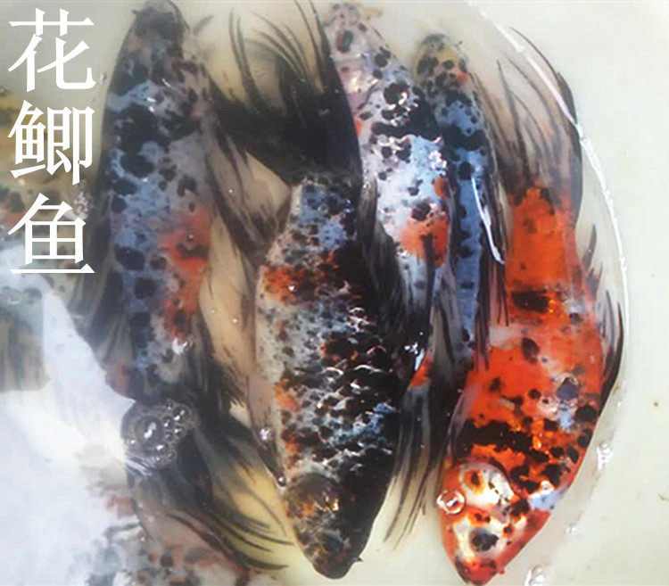 长尾五花草金鱼花鲫鱼新款淡水金鱼尾花草鱼鱼