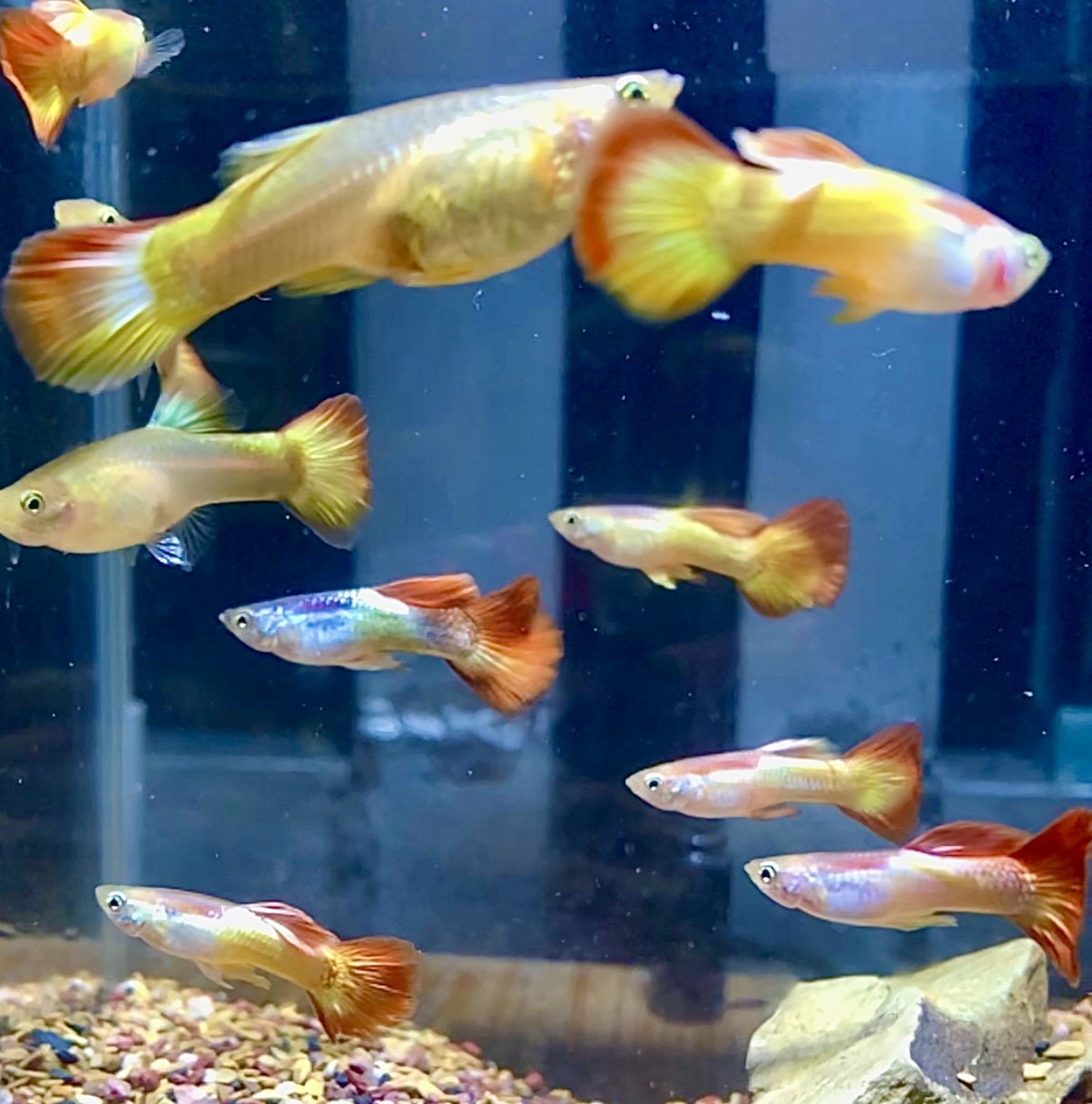 孔雀精品稀有日落彩霞小型热带观赏鱼淡水鱼凤尾鱼鱼