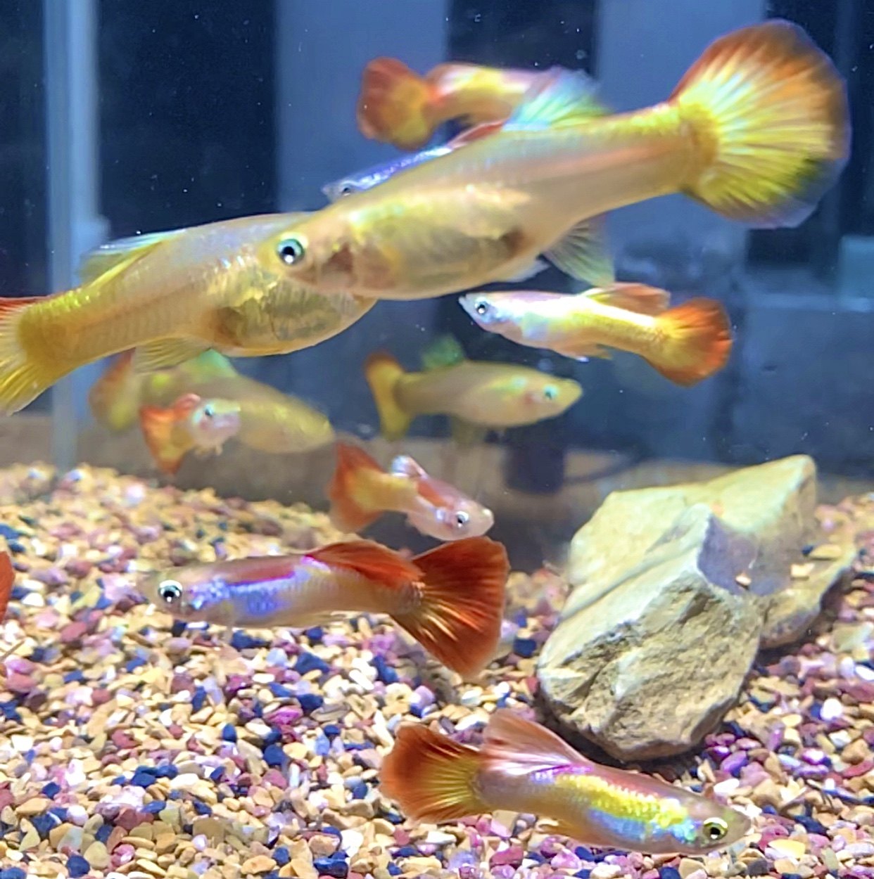 孔雀精品稀有日落彩霞小型热带观赏鱼淡水鱼凤尾鱼鱼