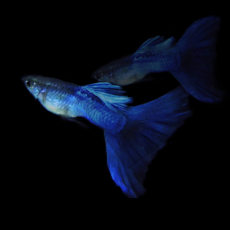 日系精品荧光蓝尾孔雀珊瑚缎带活体淡水小型鱼