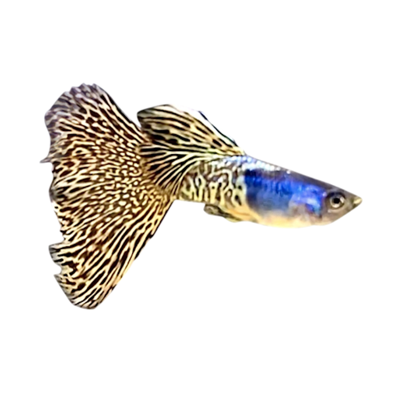 孔雀野生观赏热带小型淡水鱼大尾扇生色蕾丝黄蕾丝鱼