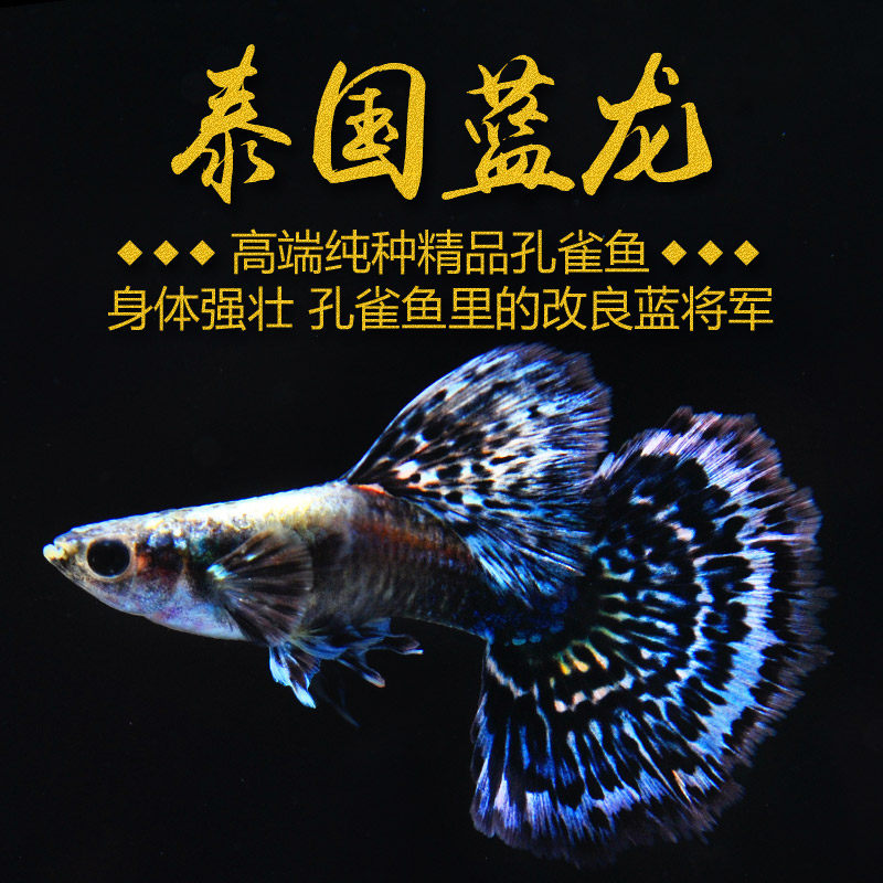 孔雀稀有精品泰国蓝龙马赛克淡水鱼凤尾鱼小型热带鱼