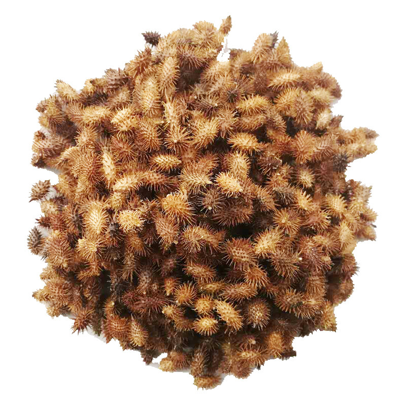 成熟苍耳子泡脚鼻油带刺毛苍耳草种子新品正宗野生药材3斤装包邮
