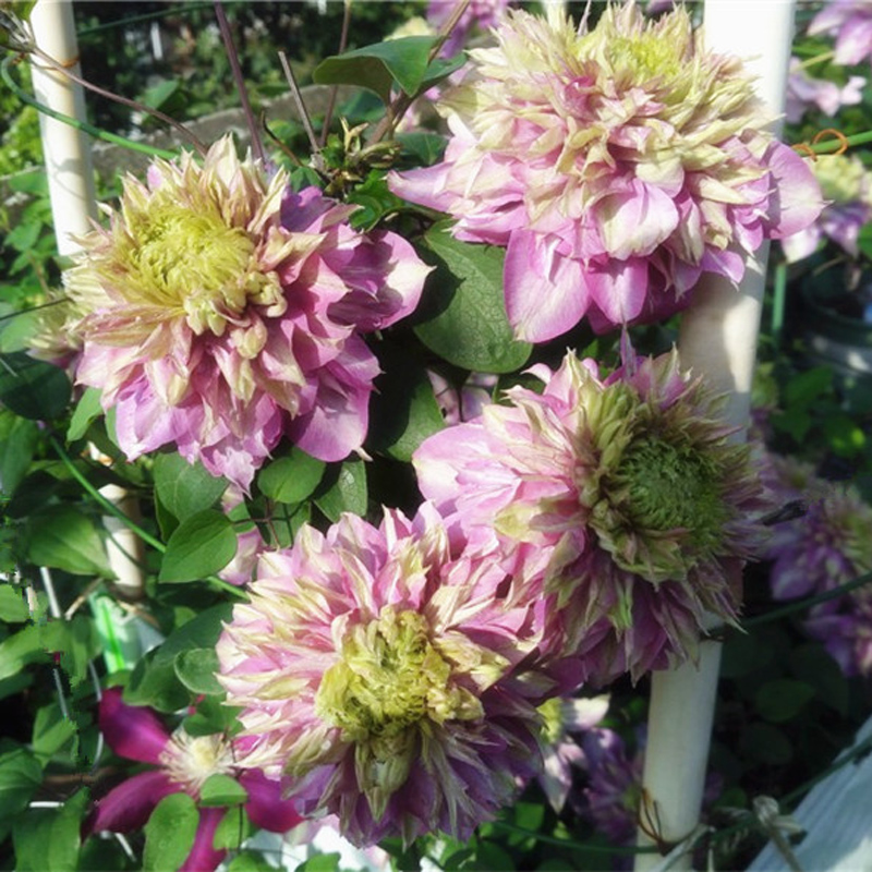 阳台盆栽绿植宽瓣皇帝宽皇铁线莲花苗重瓣庭院时令草本花卉