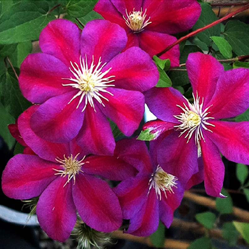 阳台盆栽绿植花卉落日铁线莲花苗大花庭院藤本花卉