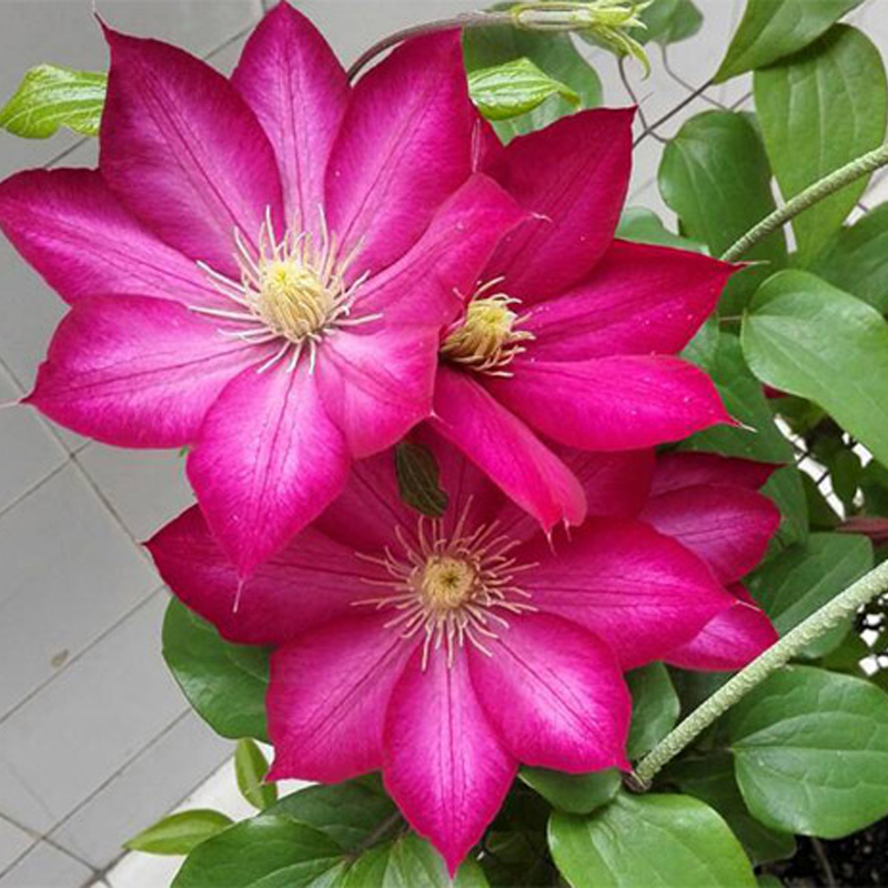 阳台盆栽绿植波旁王朝铁线莲花苗重瓣大花庭院时令草本花卉