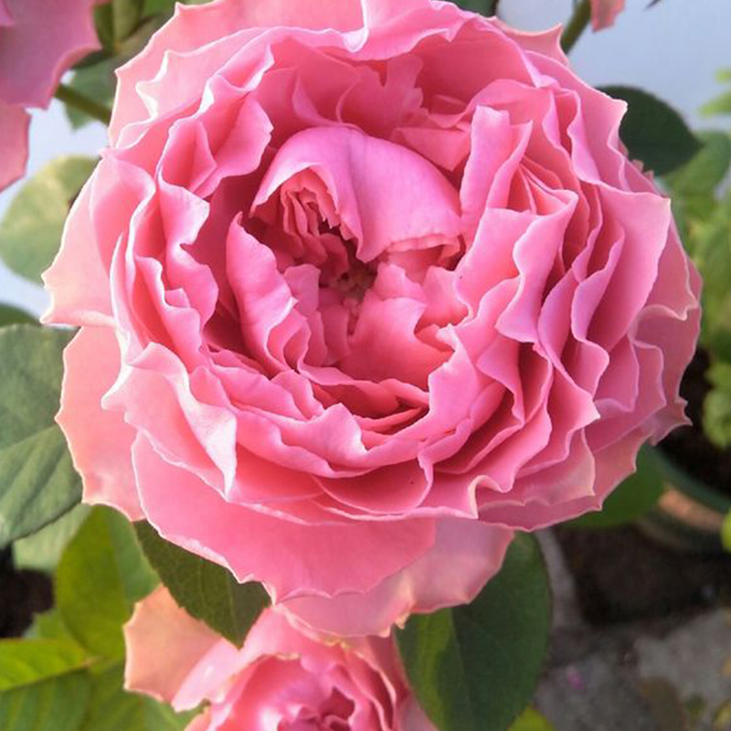 日月新品涟漪细波月季花多头玫瑰切花时令草本花卉