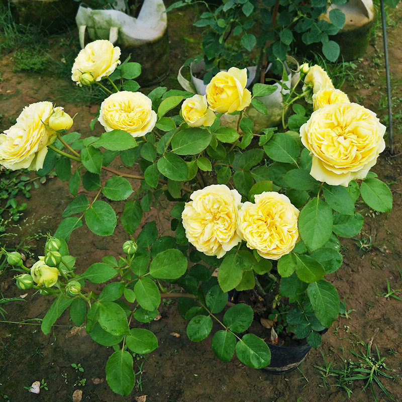 月季凯特凯特琳琳娜花苗灌木切花大花勤花多花时令草本花卉