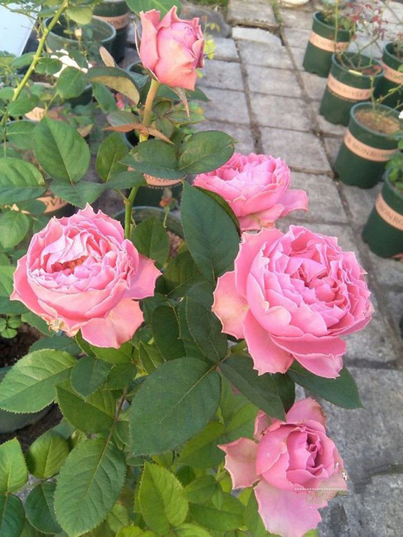 日月新品涟漪细波月季花多头玫瑰切花时令草本花卉