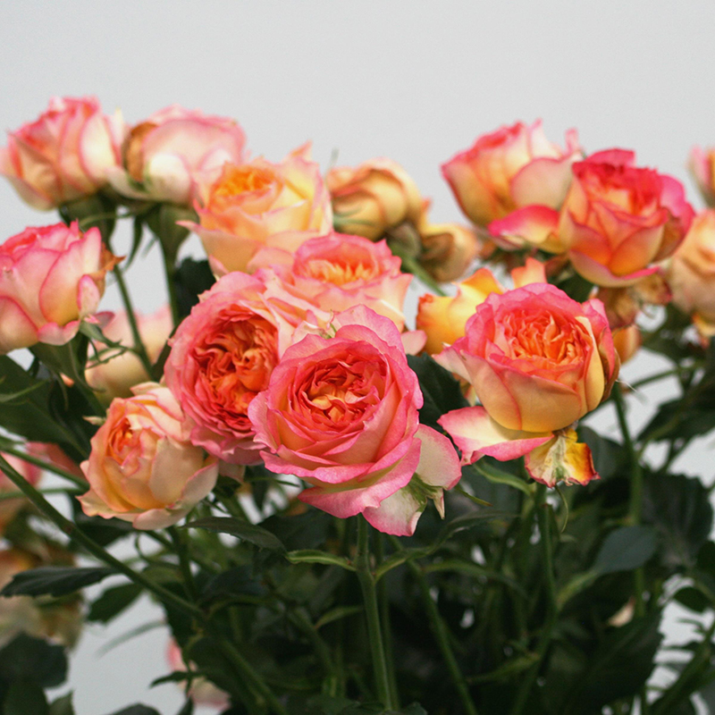 欧月浪漫玫瑰面纱月季月季花花苗盆栽多头灌木花庭时令草本花卉