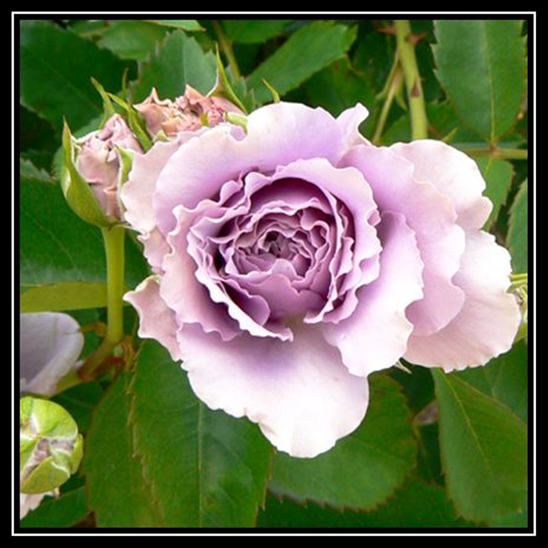 月季花苗月季花藤本灌木玉藻欧月时令草本花卉