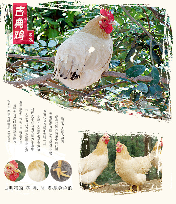 广西名鸡岑溪古典优质无公害农产品新鲜当天2只整鸡